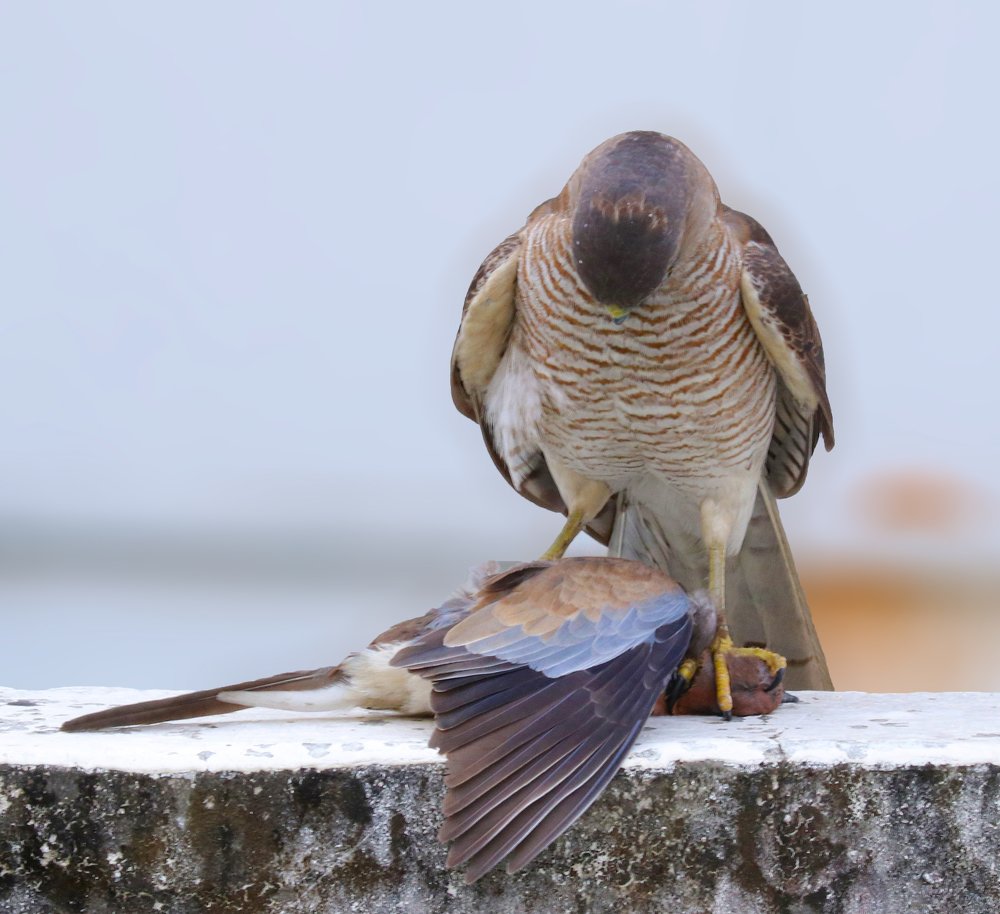 Photograph by Nishant Paitod