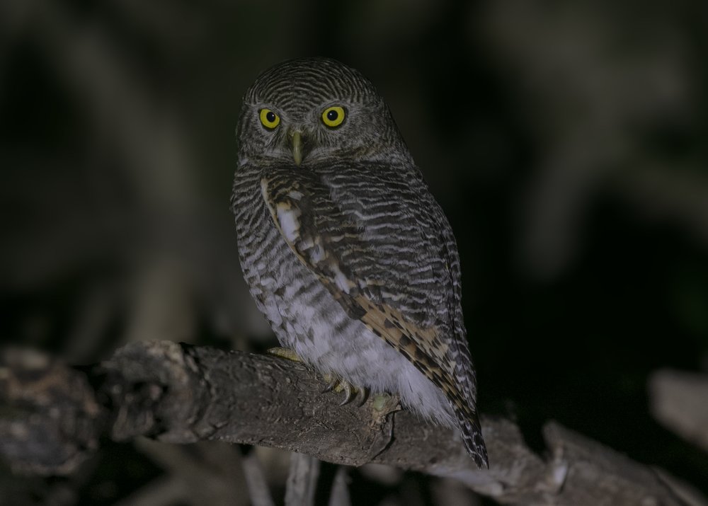 Photograph by Nishant Paitod