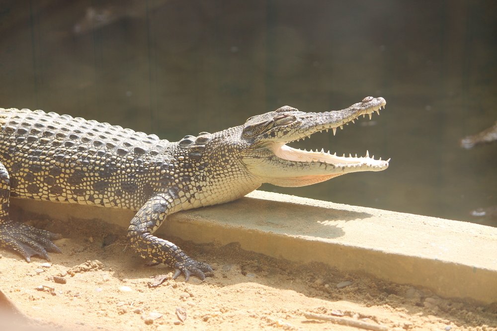 Crocodylus porosus