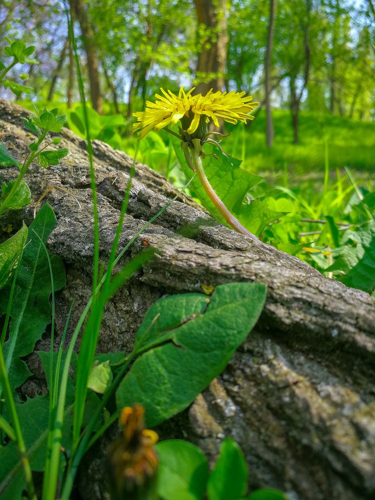 Фотография автора Юлия Вычужанина