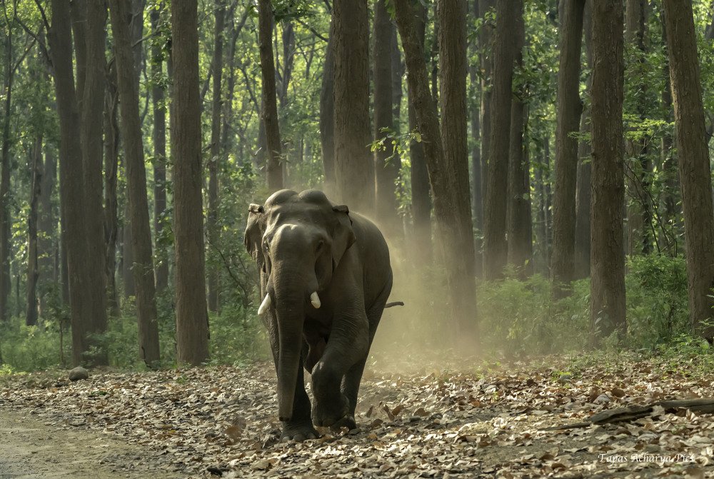 Photograph by tapas acharya