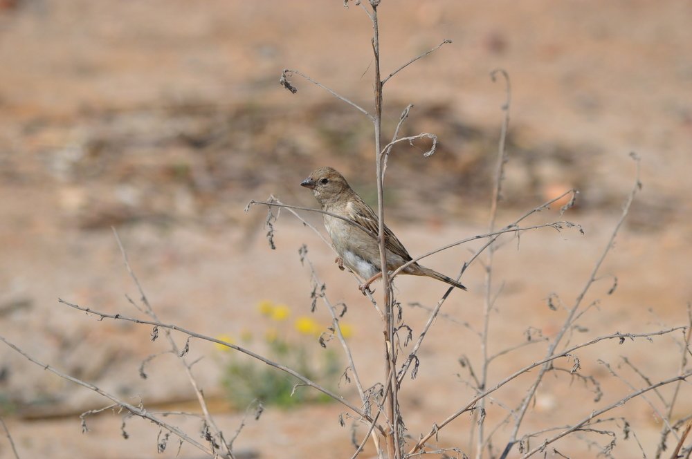The bird is watching me