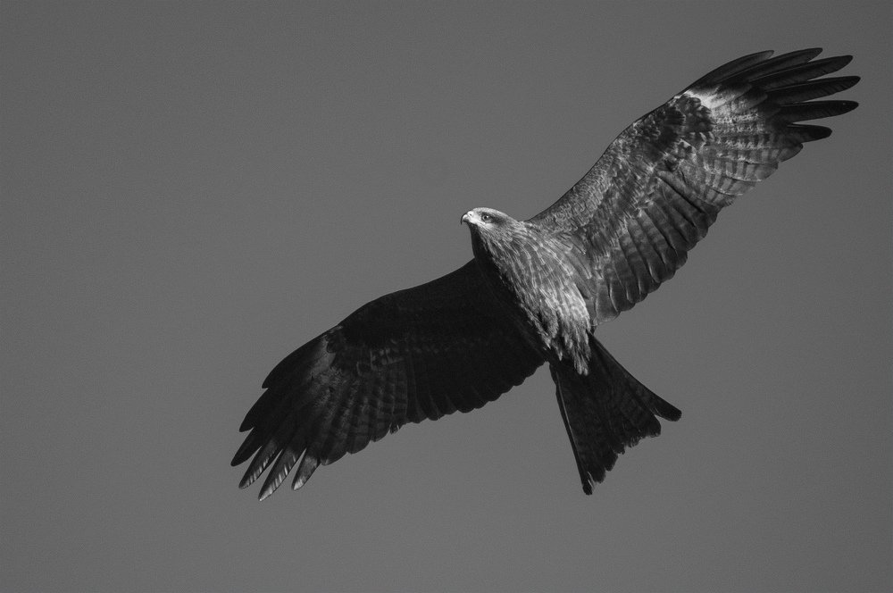 Photograph by Владимир Янчук