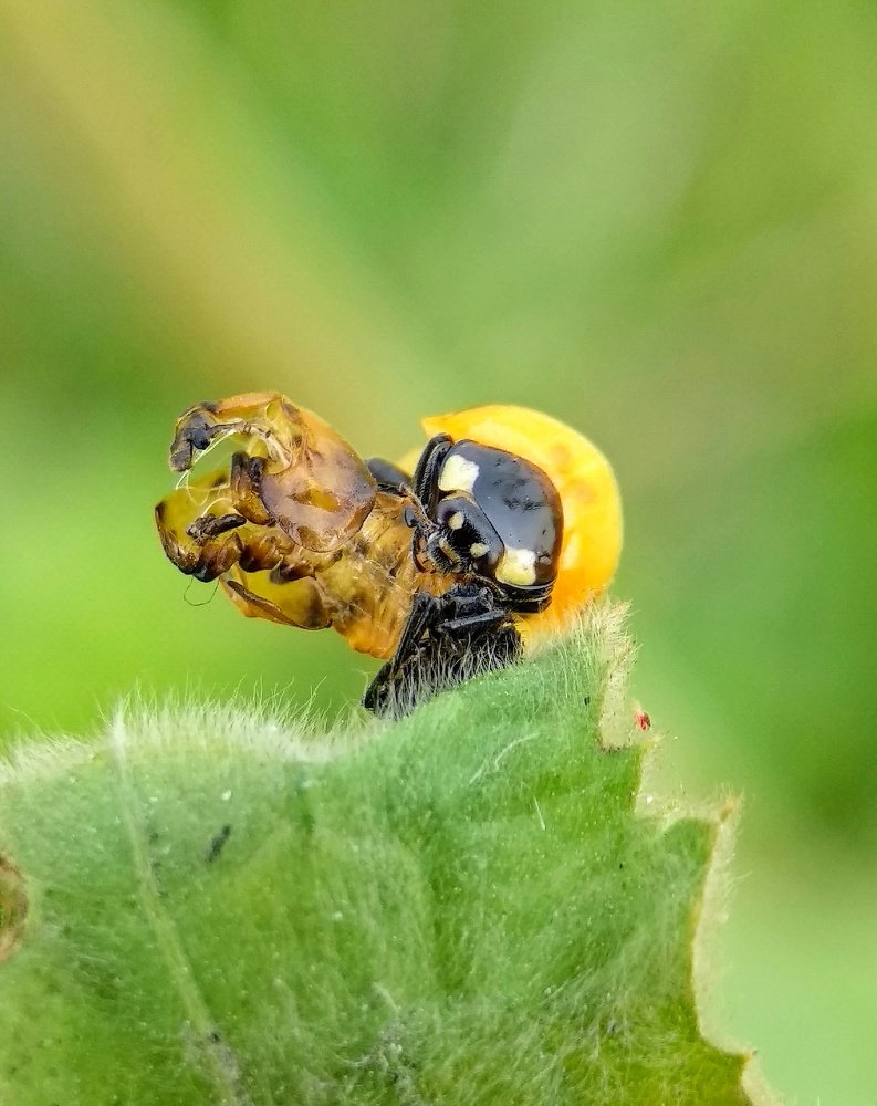 Moulting of Ladybird beetle.