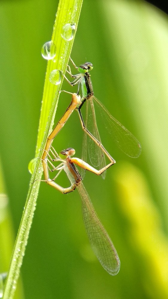 Matting of Damselflies.