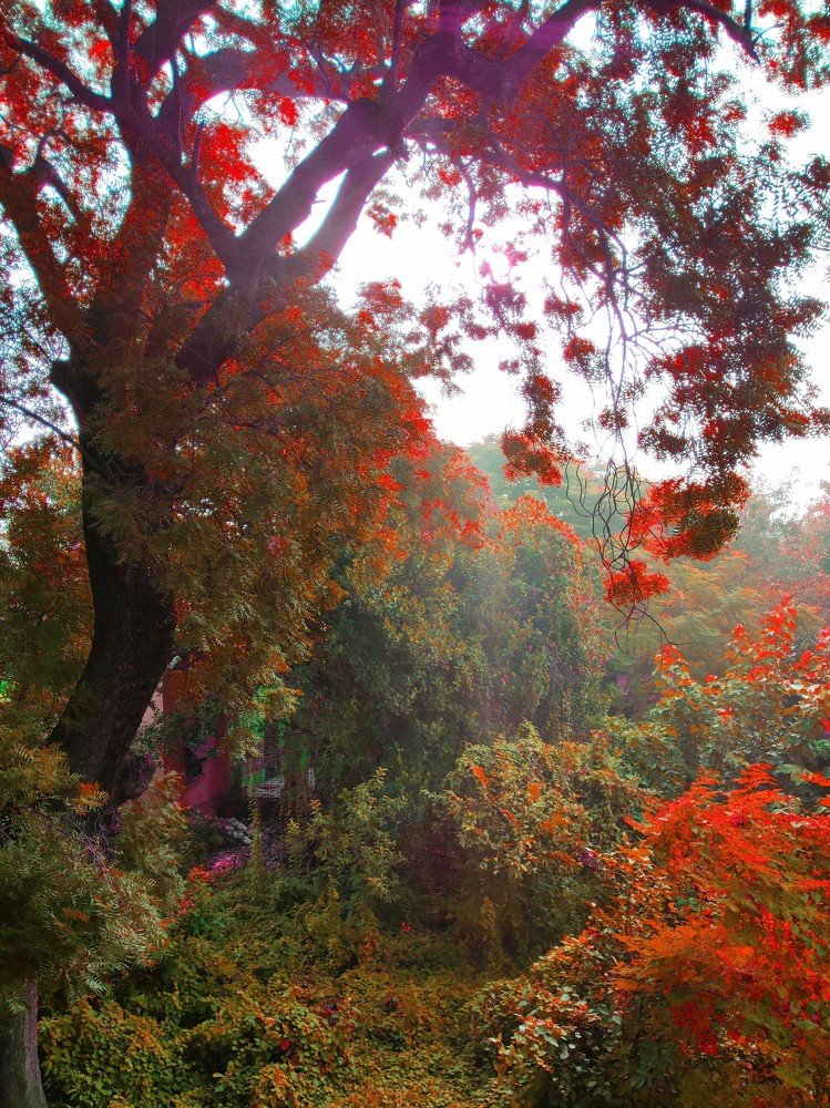 Photograph by Ashu Verma