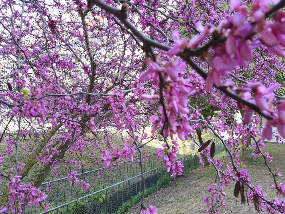 Cerejeira em flor
