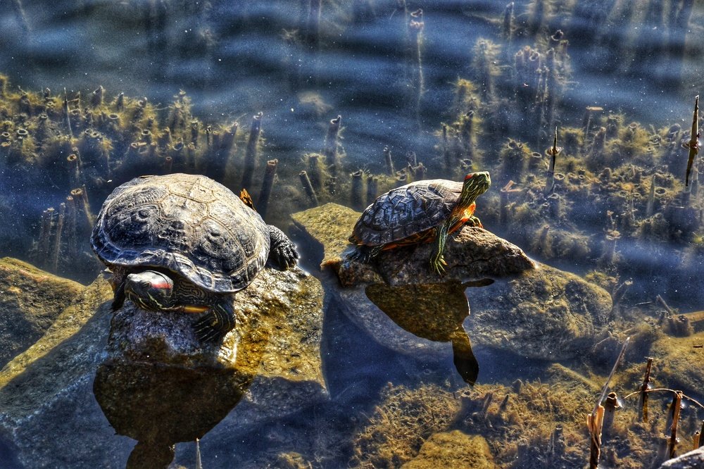 Милашки черепашки