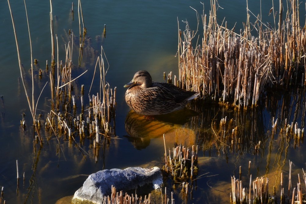 Красотка уточка
