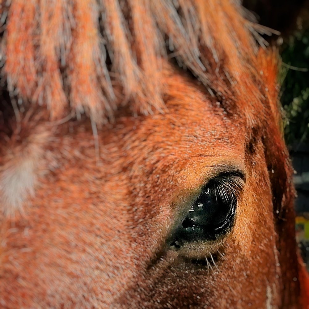 Photo #4534849