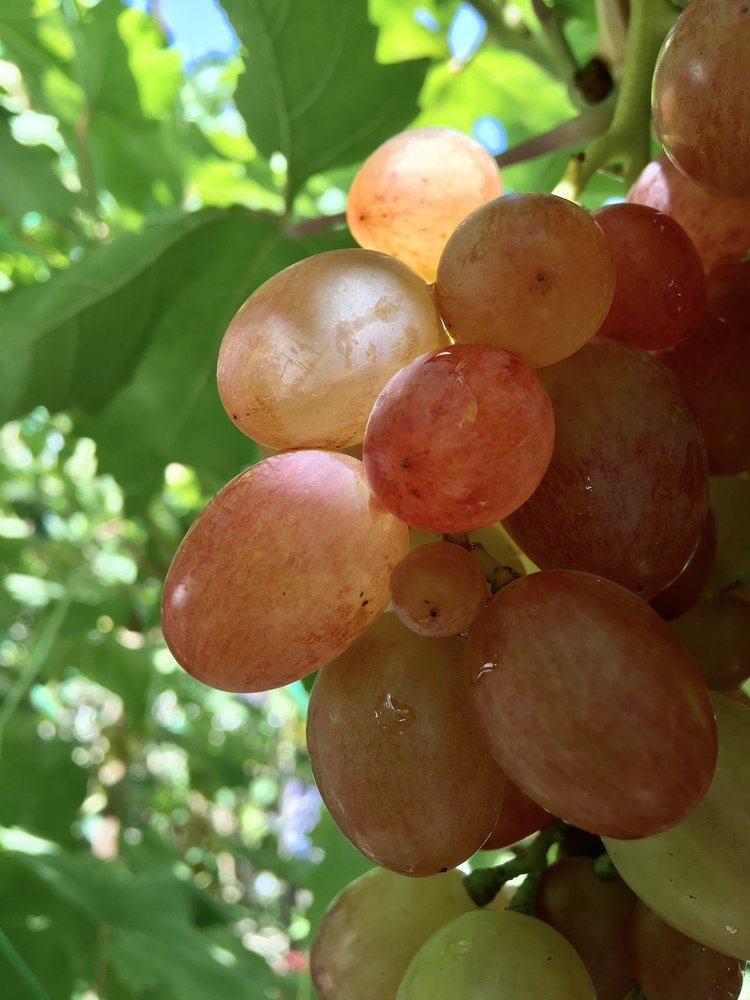 Сладость ягод / The sweetness of the berries