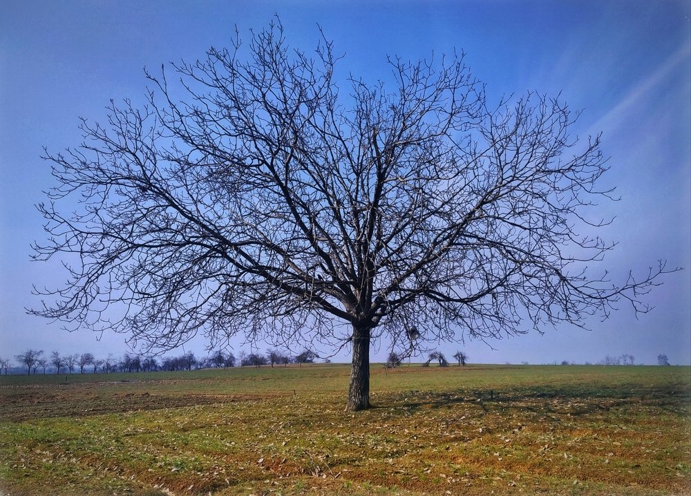 Photograph by Aurooj Shafi