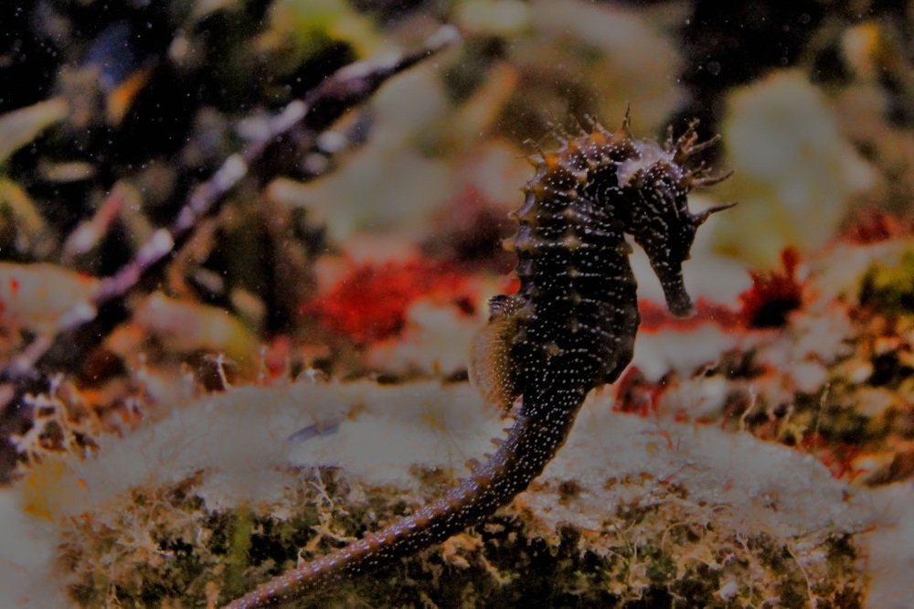 Photograph by Francisco Ferreira