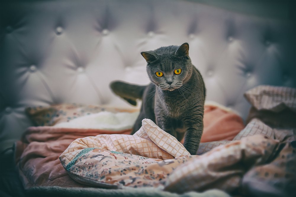 Photograph by Hillel Shatz