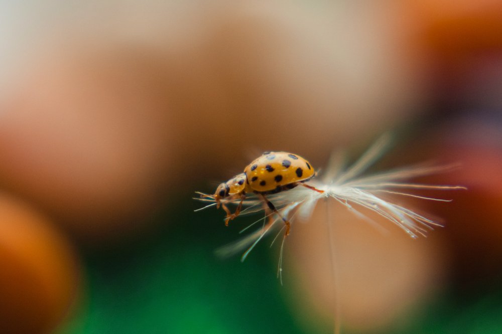 Photograph by Ирина Чиж