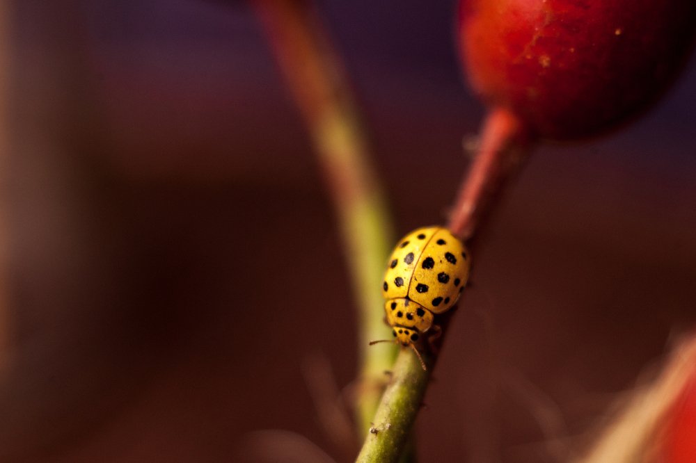 Photograph by Ирина Чиж