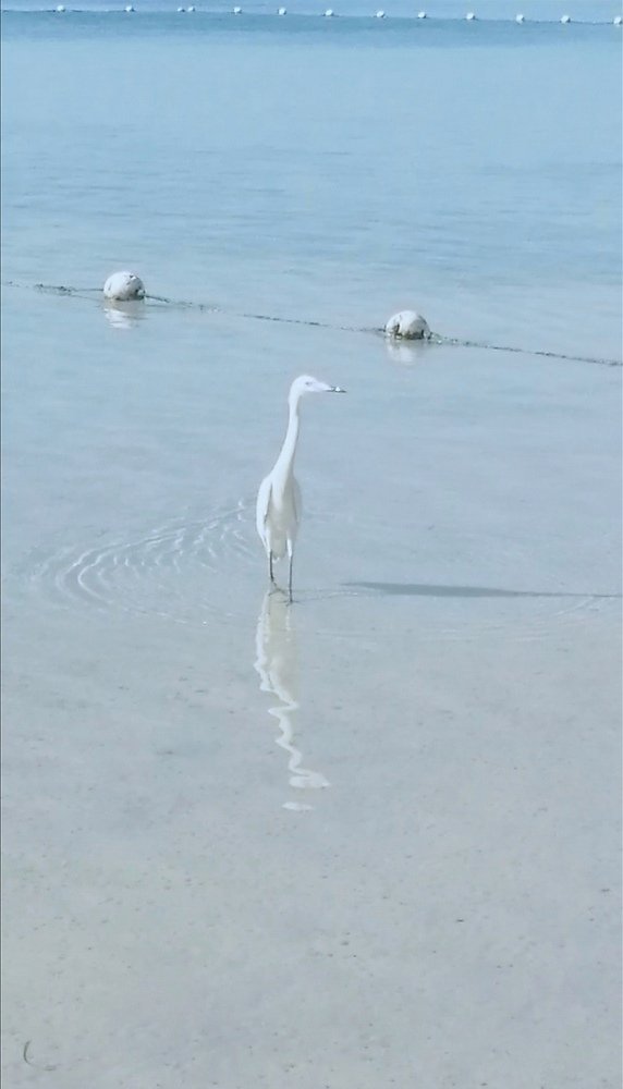 Reflejo