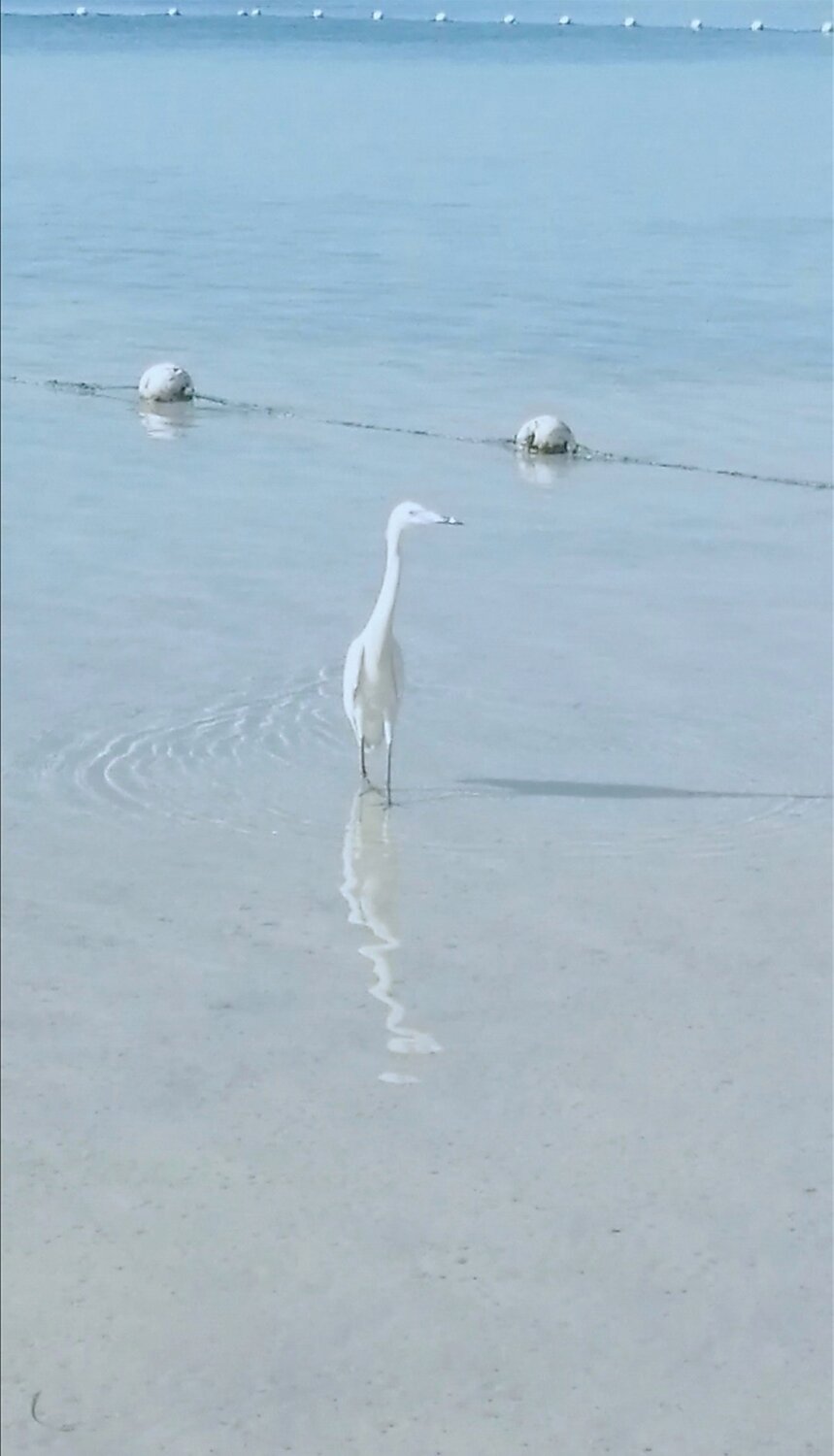 Reflejo