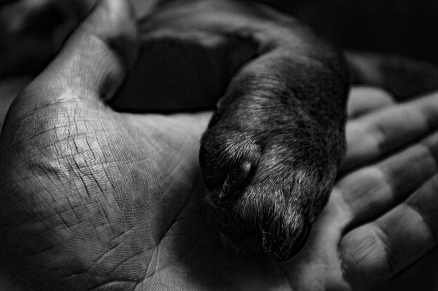 Photo #4535638