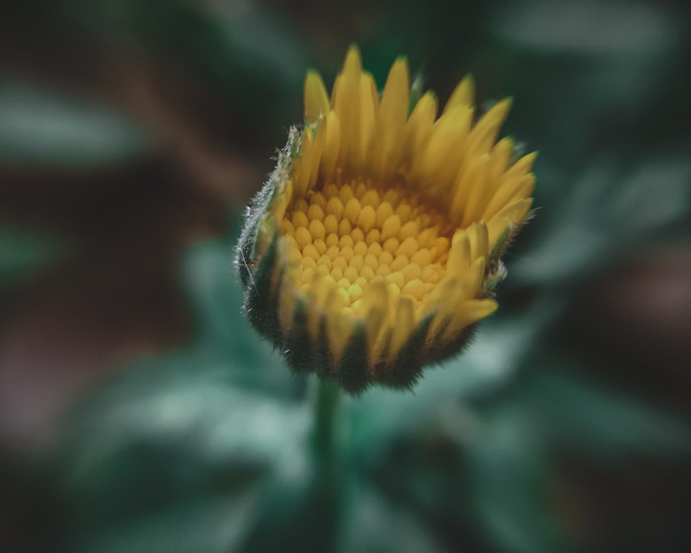 Photograph by Mazen Abdennadher