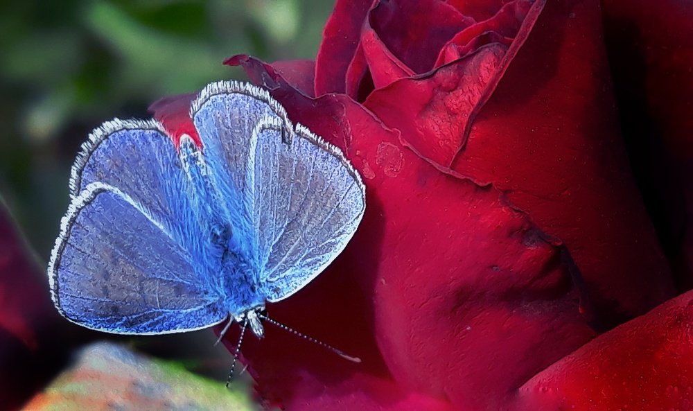 Photo #4535946