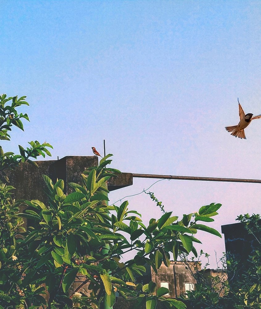 Flight of freedom