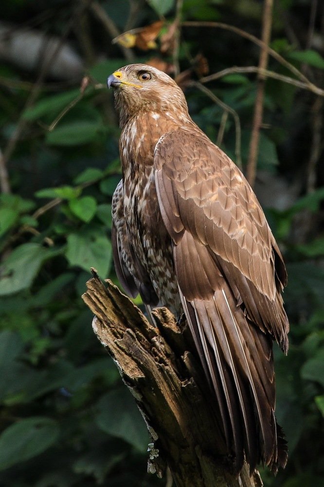 Photograph by Godfrey Elasmus Tumwesigye