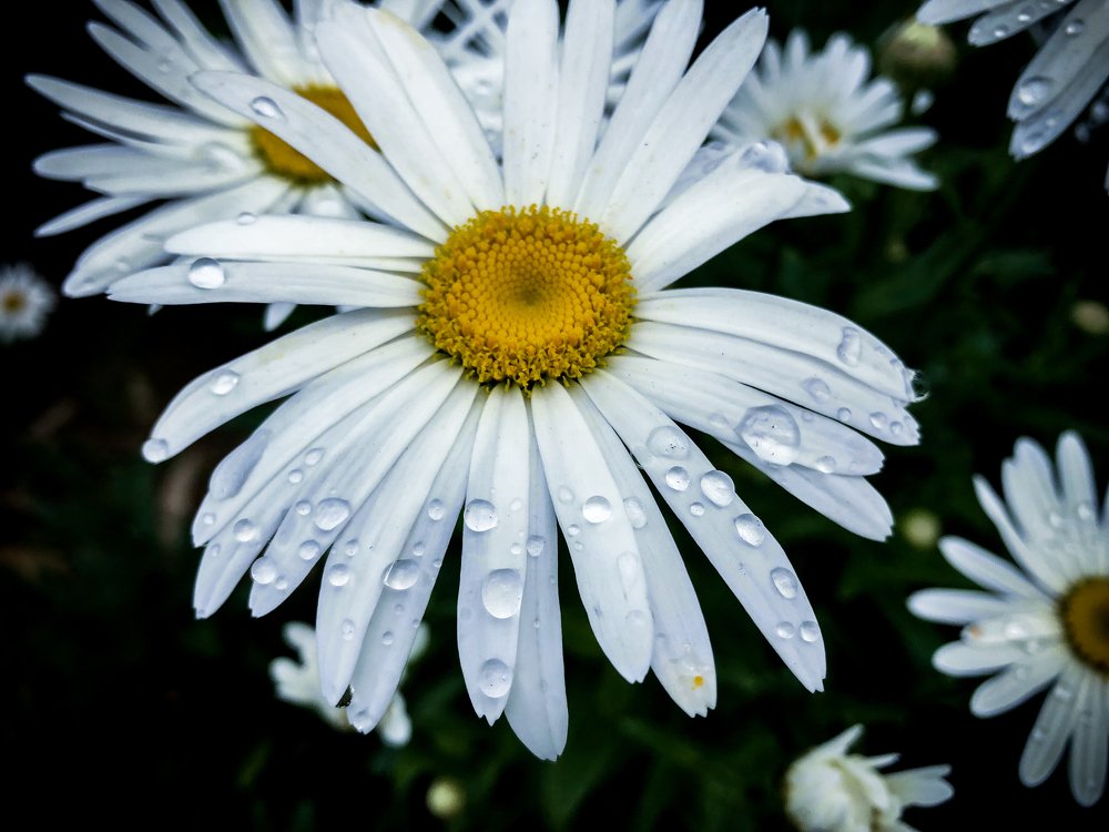Dew in a Daisy