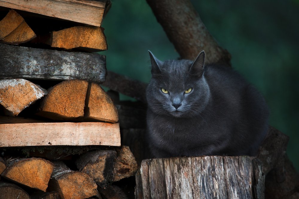 Дикий взгляд