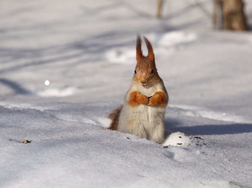Photograph by Алексей Хазов
