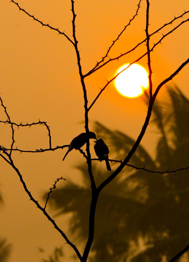 Photograph by Gokul S