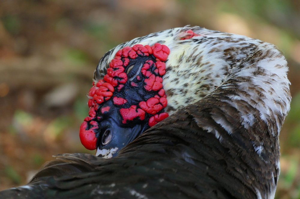 Even injuries also beauty