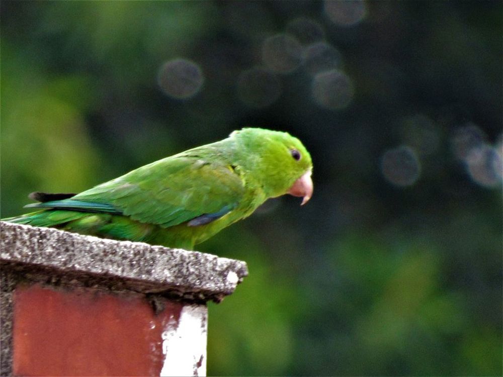 piriquito urbano no telhado de São Paulo