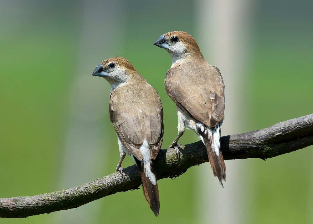 Indian Silverbill