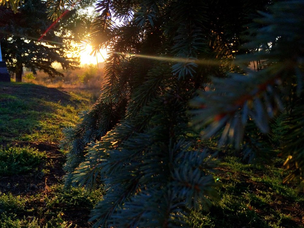 Photograph by Диана Бабаева