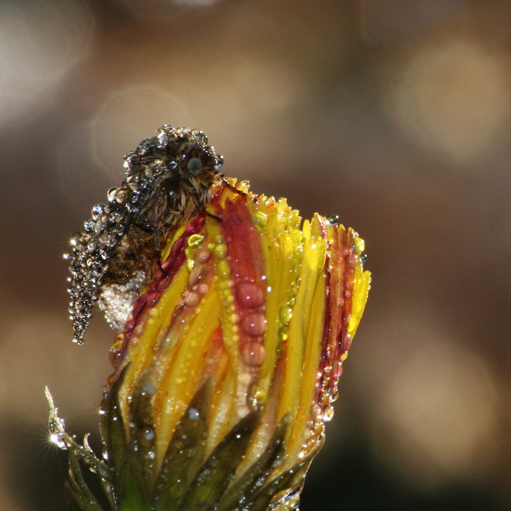 Photograph by Gabriella Szabo