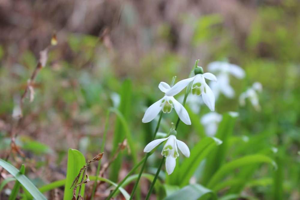 Фотография автора Gvantsa