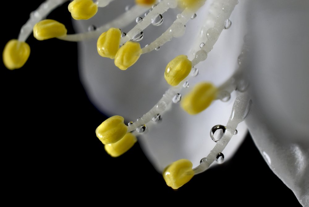 Photograph by anirudha