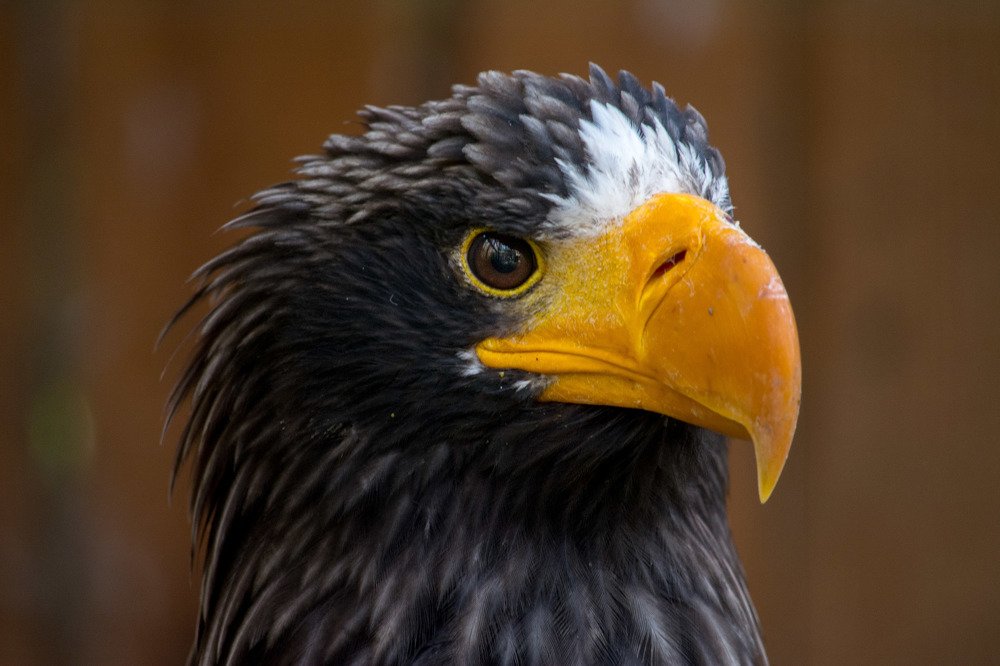 Photograph by Анастасия Попельская