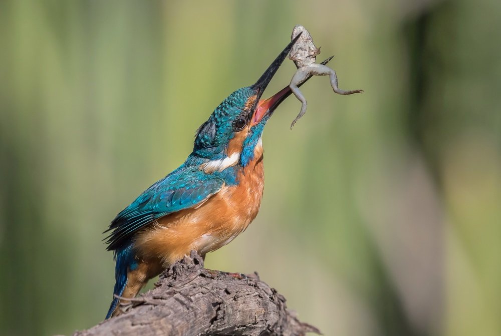 Обыкновенный зимородок