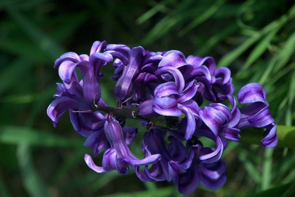 hyacinth spring