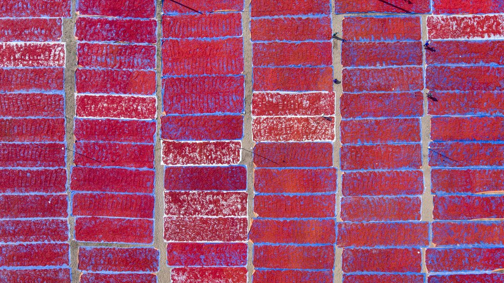 Phơi Ớt trên sân