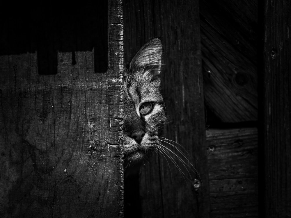 Photograph by Георгий Акопджанов