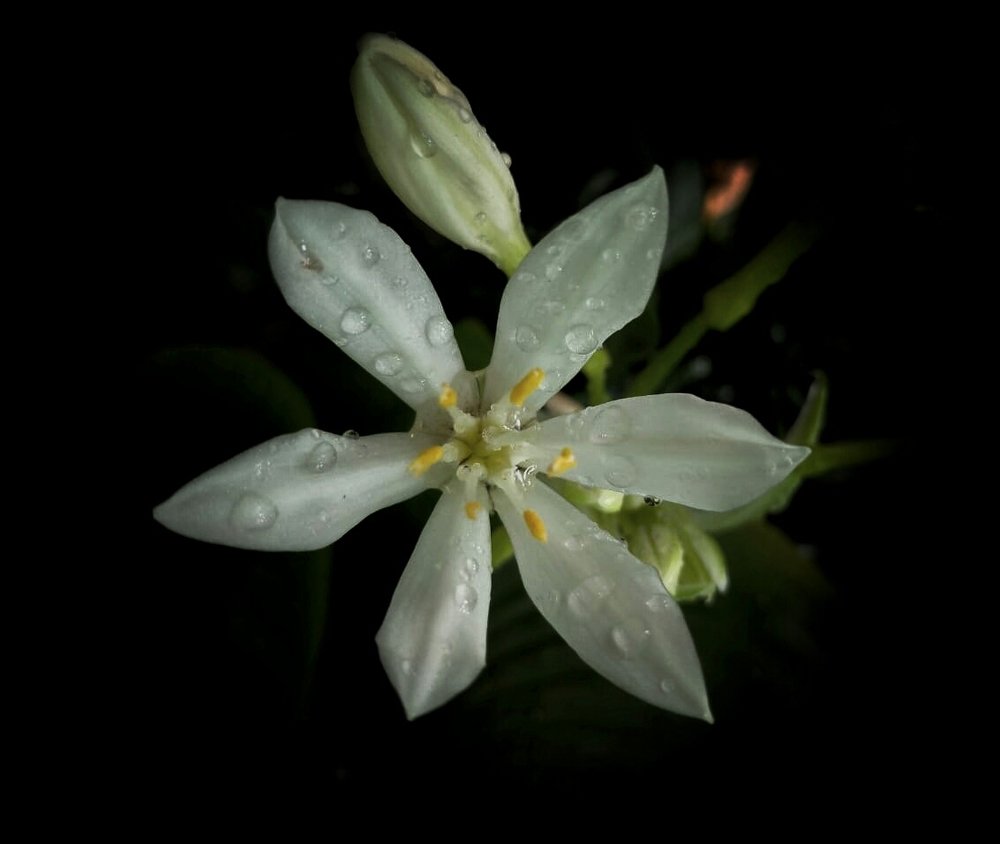 Photograph by Areej Ansah