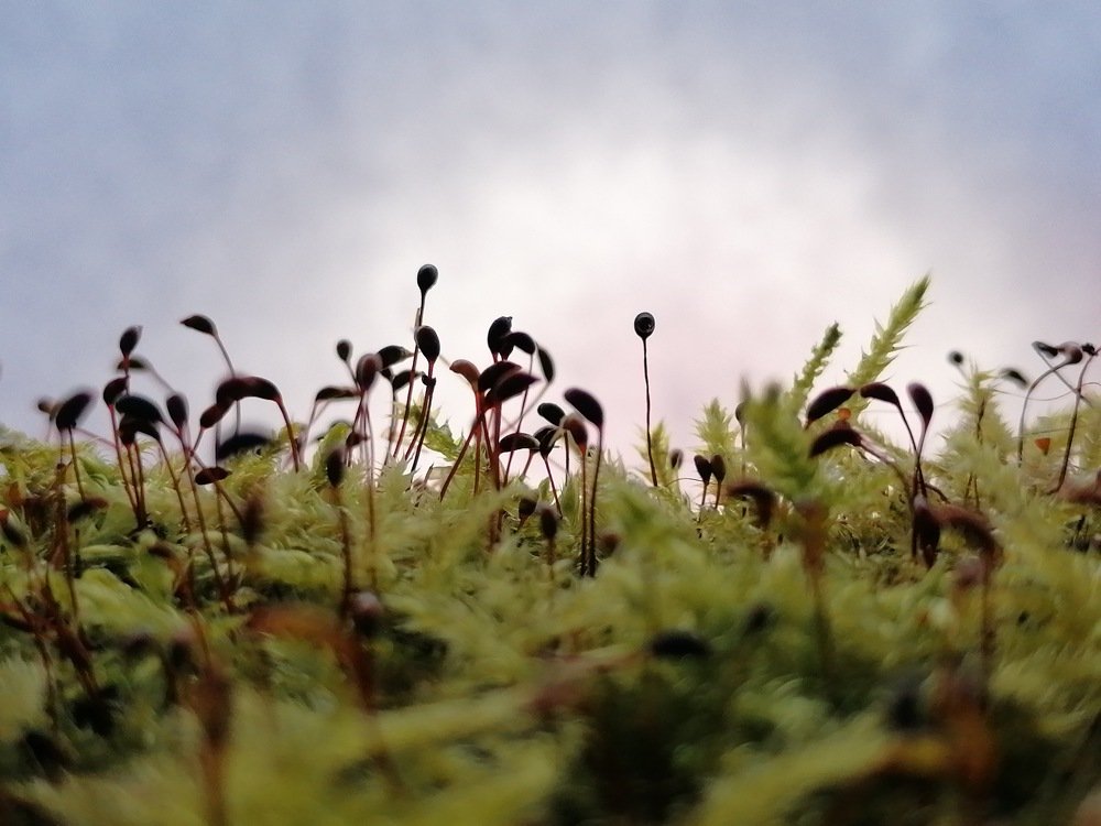 Мох и его жители.