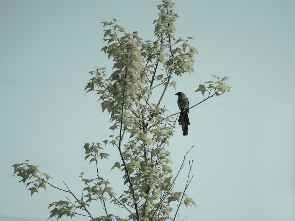 Photograph by Yang-Lin Tai