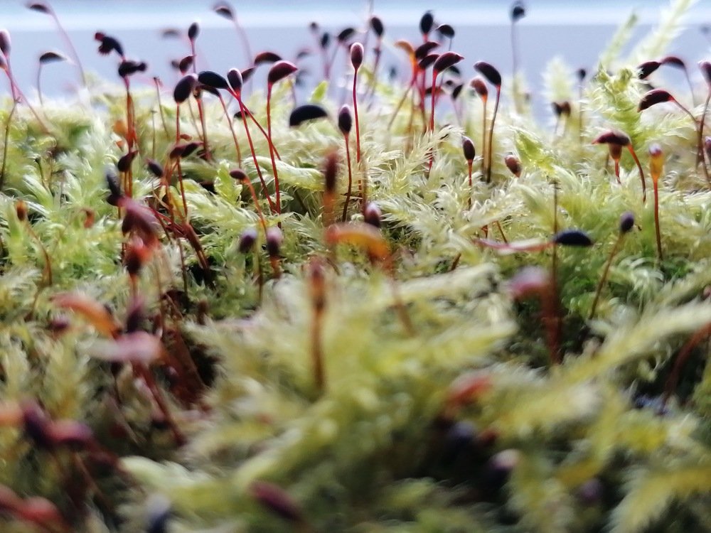 Мох и его жители.