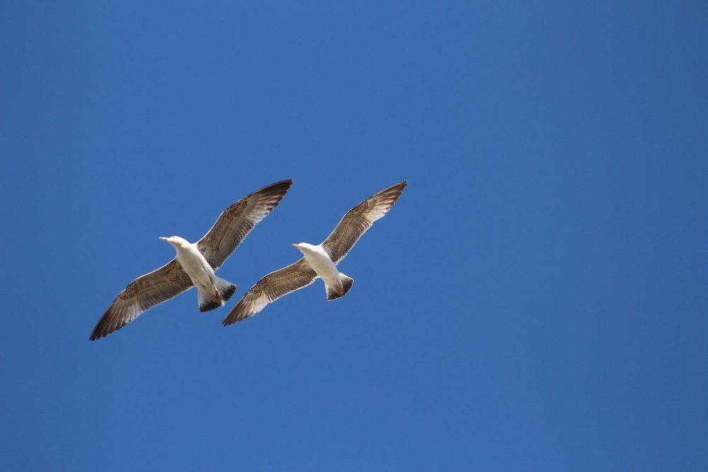 seagulles flies in the sky