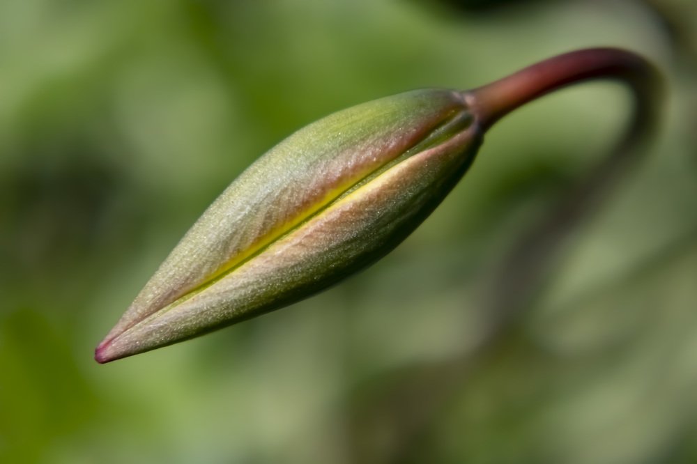 Невинность