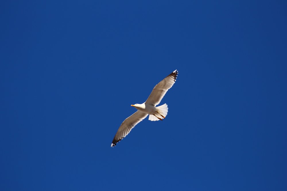 seagull flies in the sky